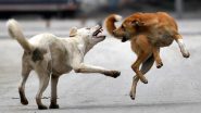 Dog Attack Video: ठाणे में कुत्ते का आतंक, एक ही दिन में 35 लोगों को काटा, घटना CCTV में कैद